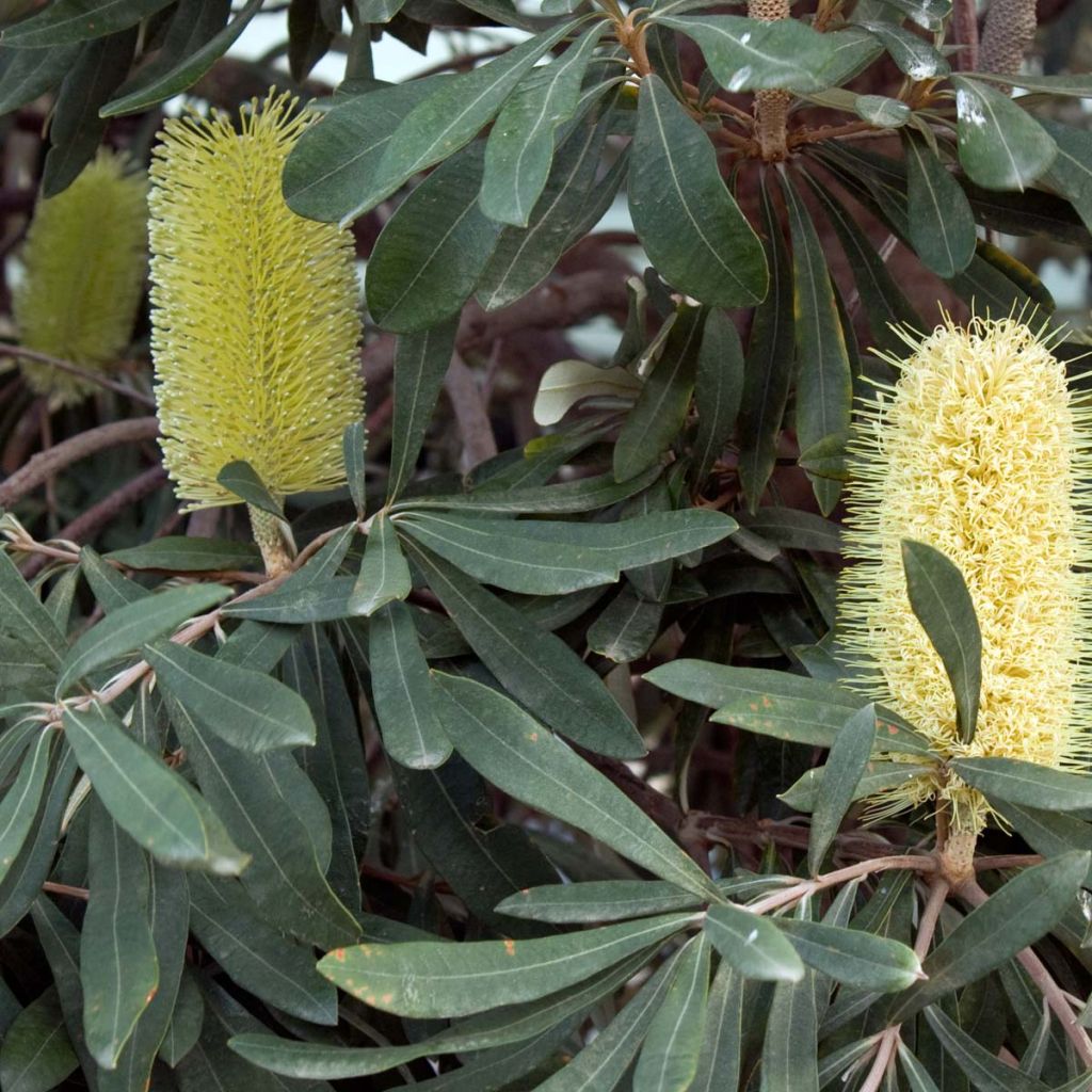 Banksia integrifolia