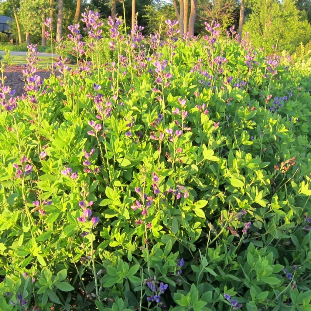 Baptisia Decadence Series Blueberry Sundae - False Indigo