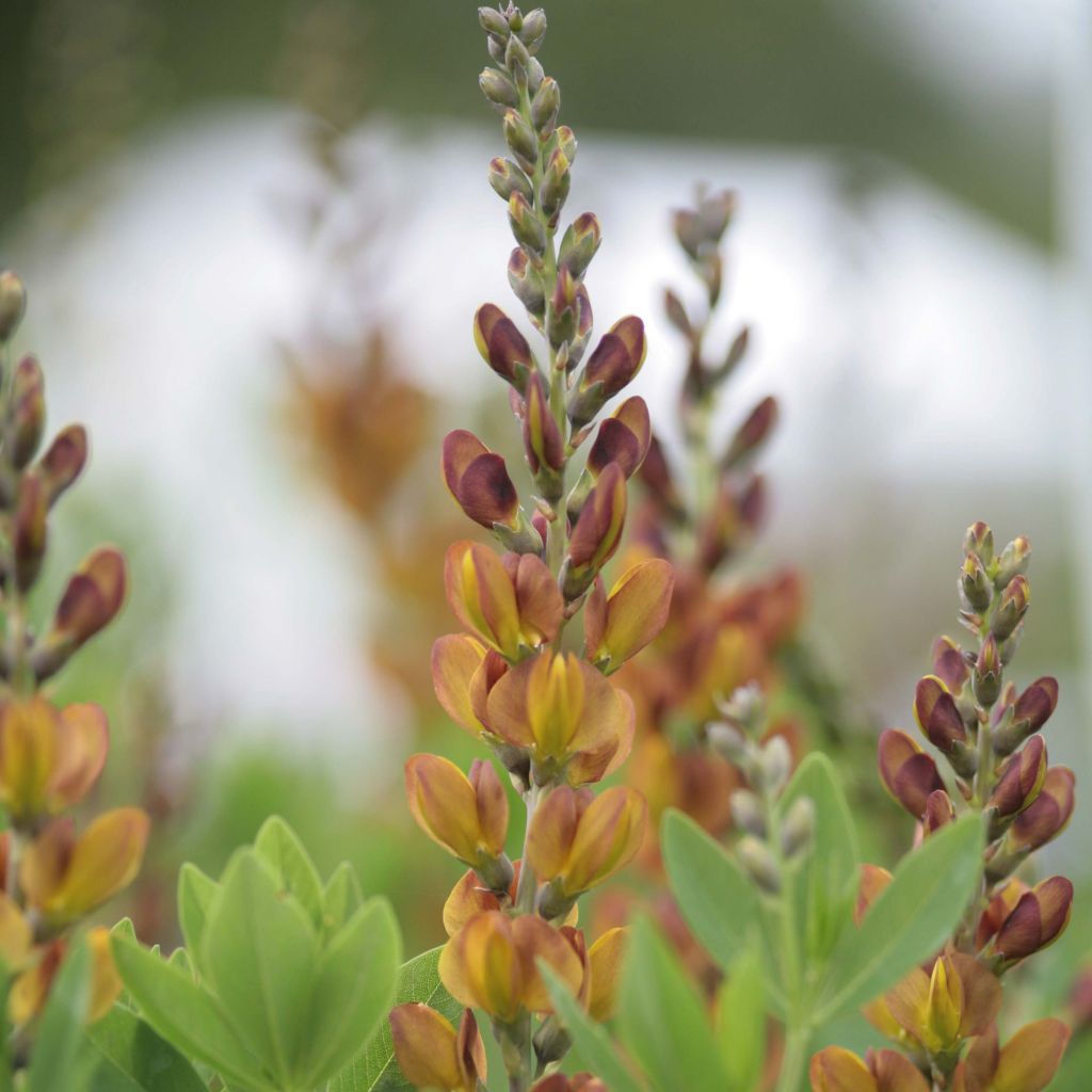 Baptisia Brownie Points - False Indigo