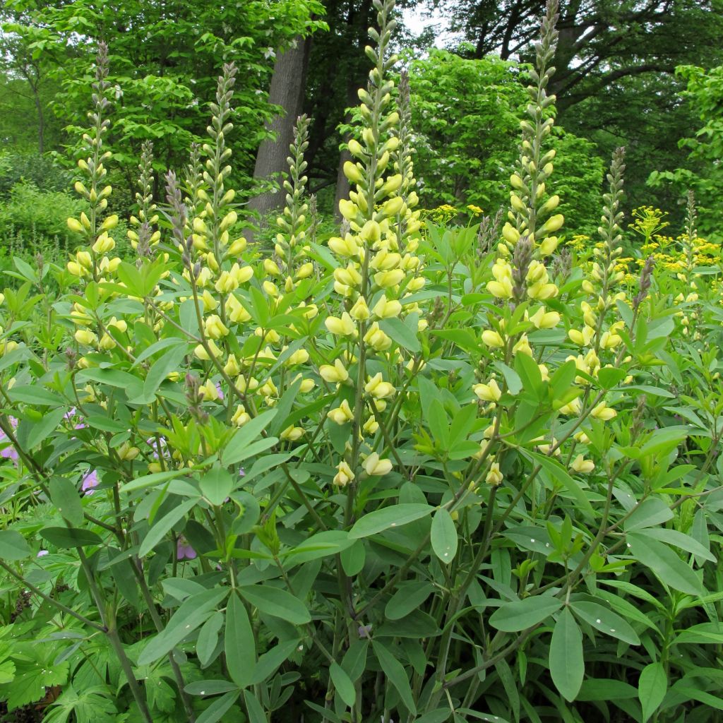 Baptisia Carolina Moonlight - False Indigo