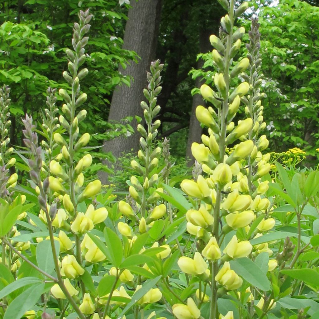 Baptisia Carolina Moonlight - False Indigo