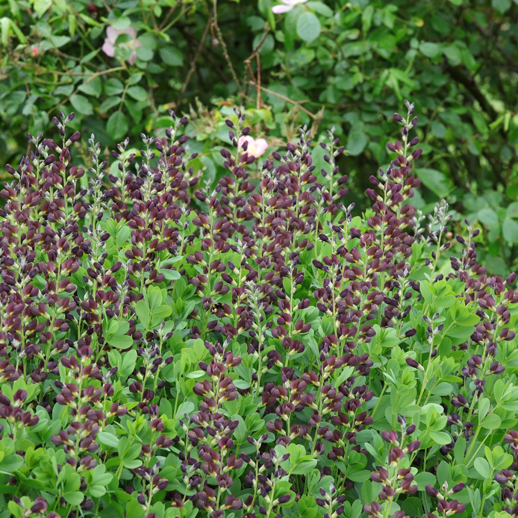 Baptisia Decadence Series Dutch Chocolate - False Indigo