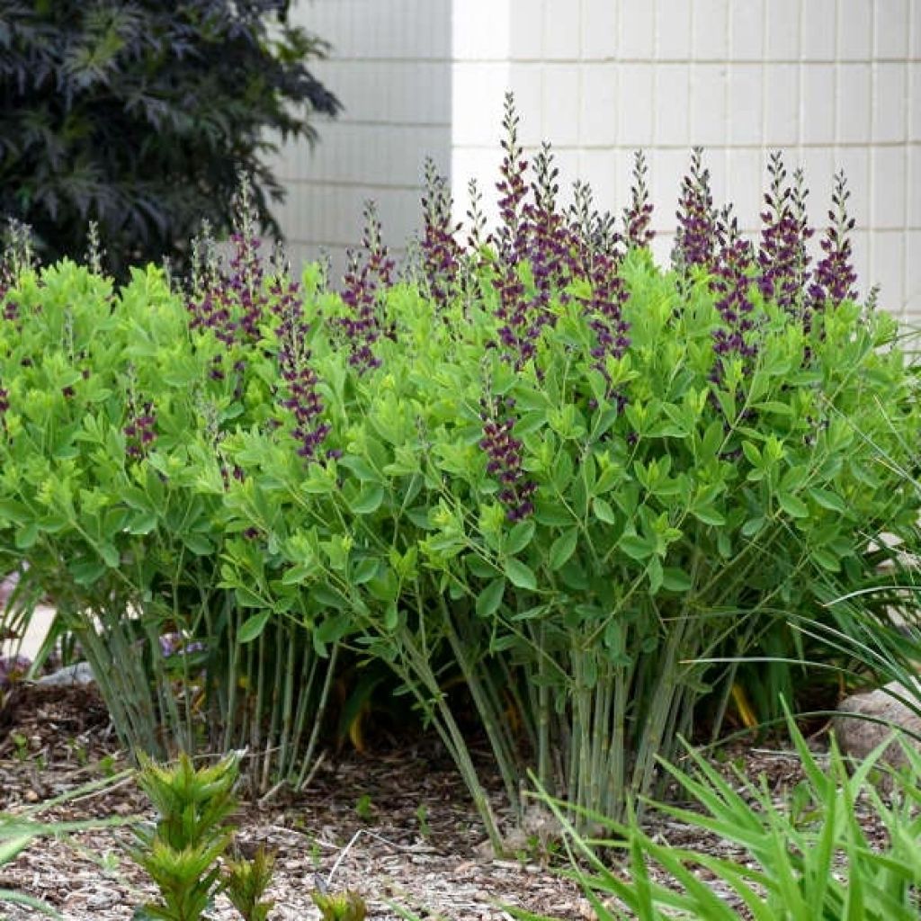 Baptisia Grape Taffy - False Indigo