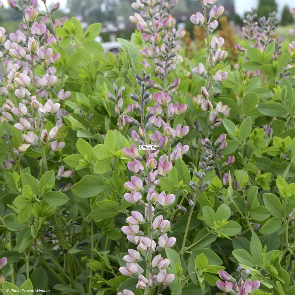 Baptisia Decadence Series Pink Truffles - False Indigo