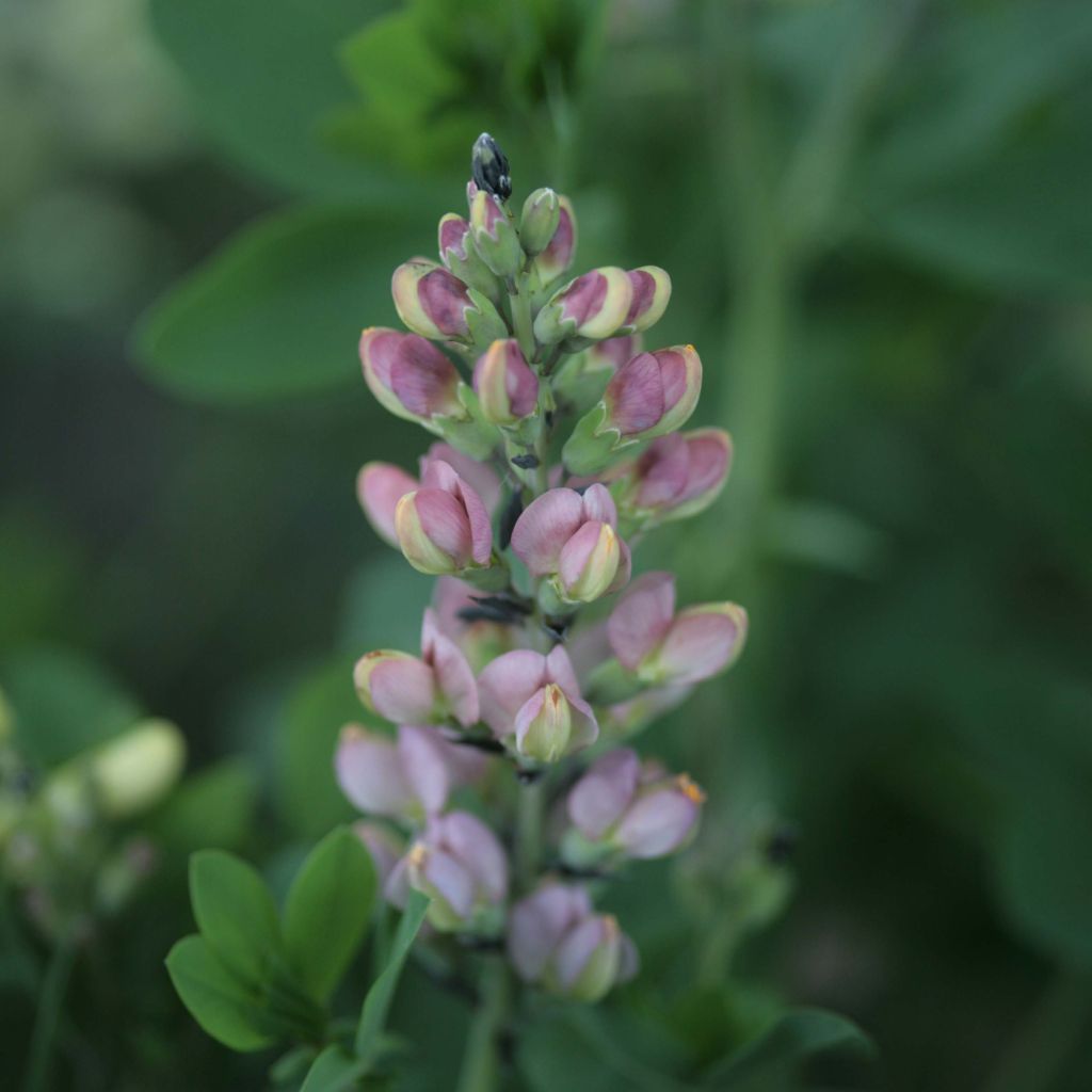 Baptisia Decadence Series Pink Truffles - False Indigo