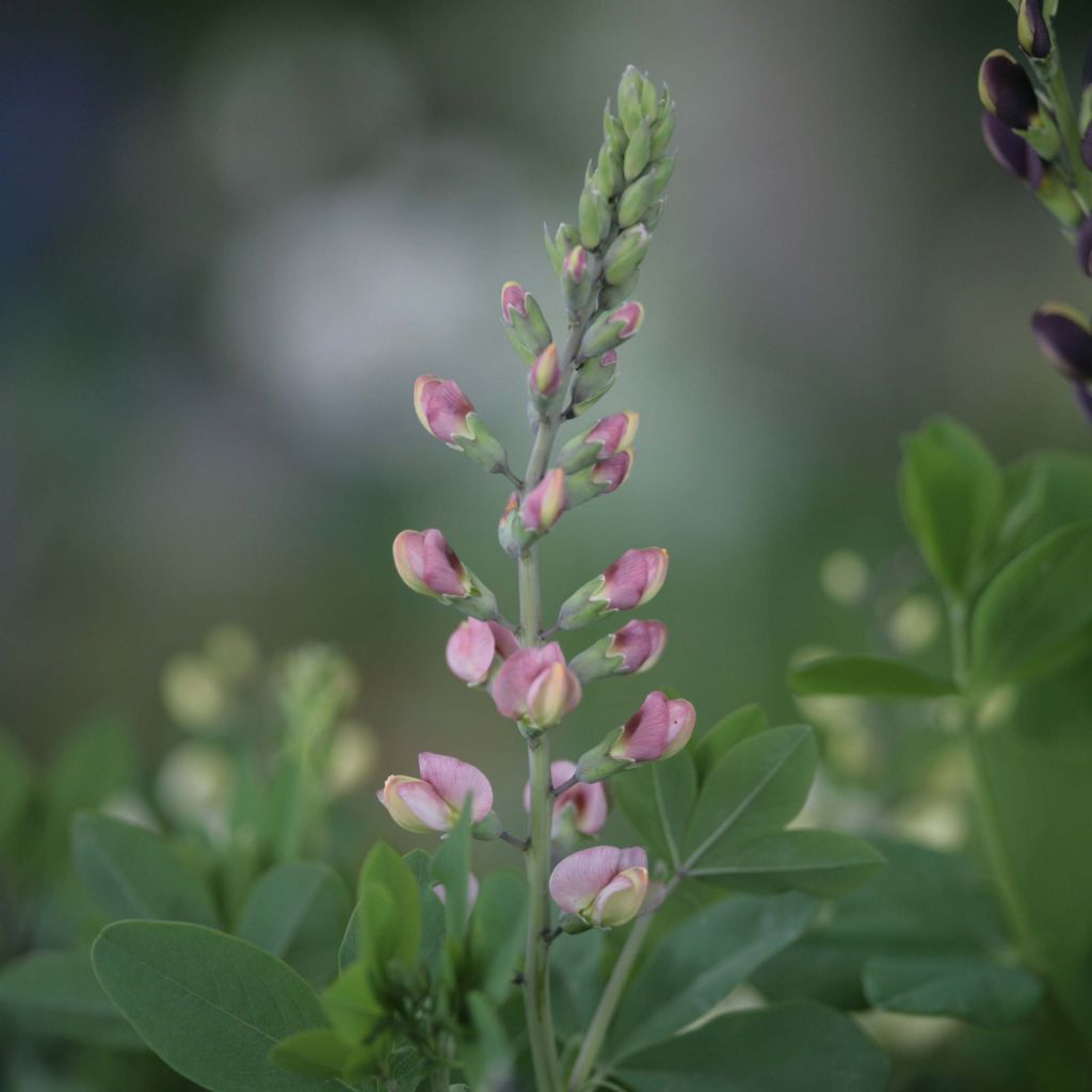Baptisia Decadence Series Pink Truffles - False Indigo