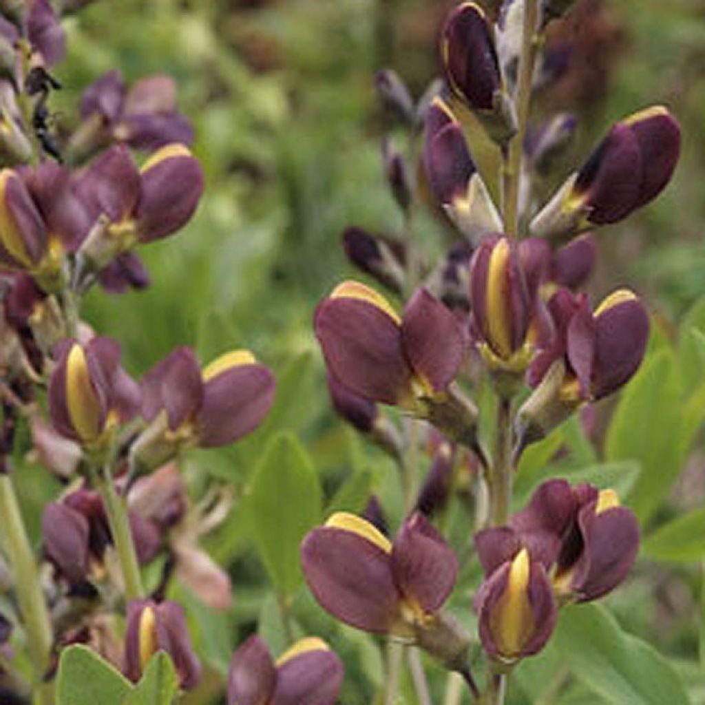 Baptisia Twilight Prairie Blues - False Indigo