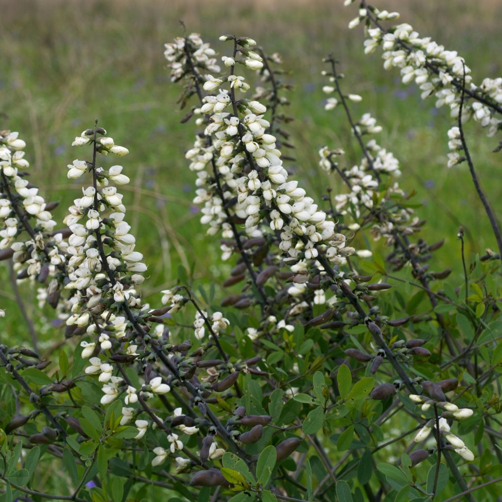 Baptisia alba var. macrophylla - White False Indigo