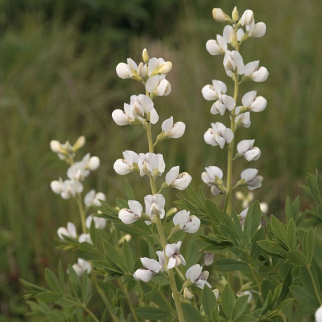 Baptisia australis Alba - False Indigo
