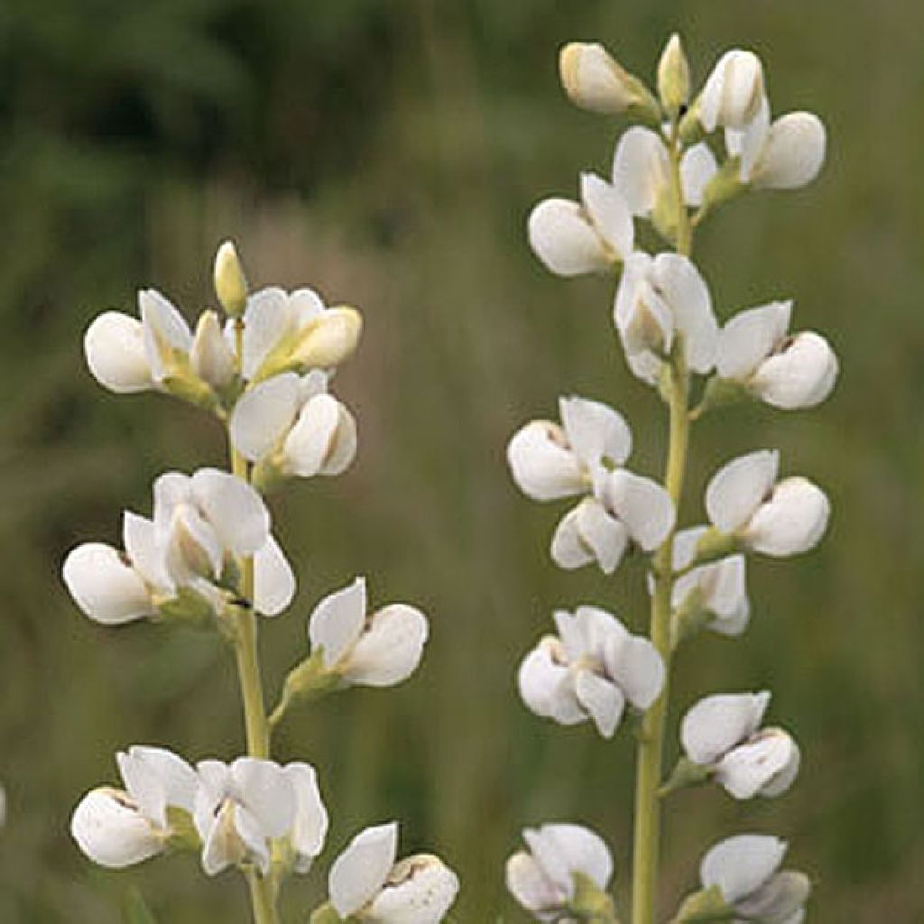 Baptisia australis Alba - False Indigo