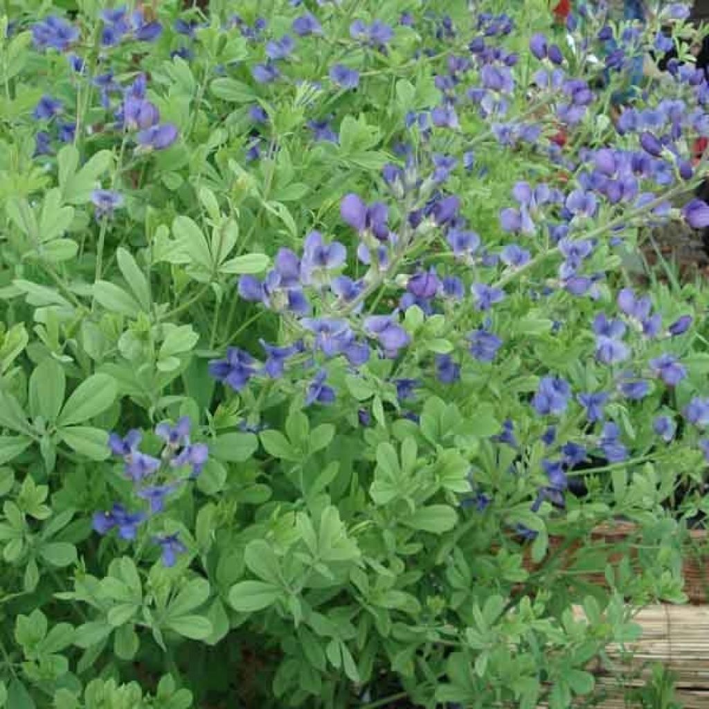 Baptisia australis - False Indigo