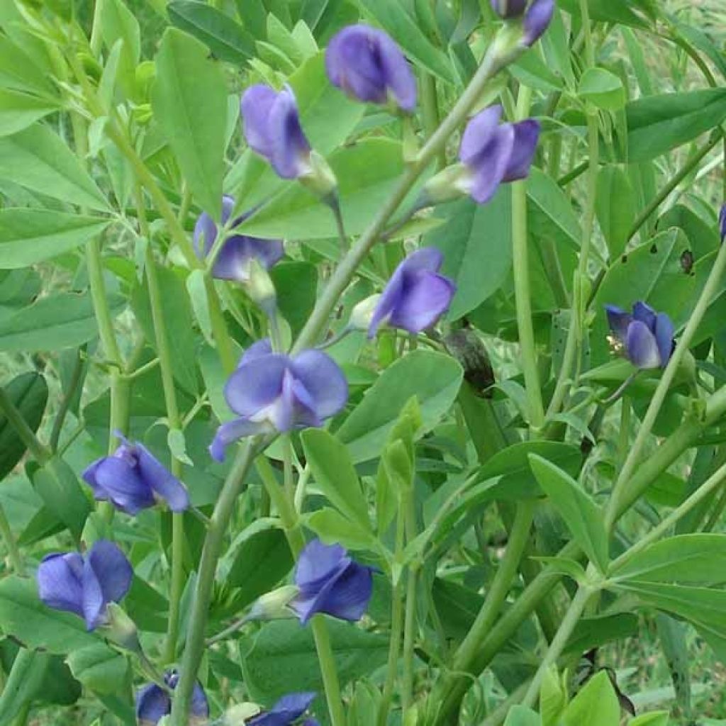 Baptisia australis - False Indigo