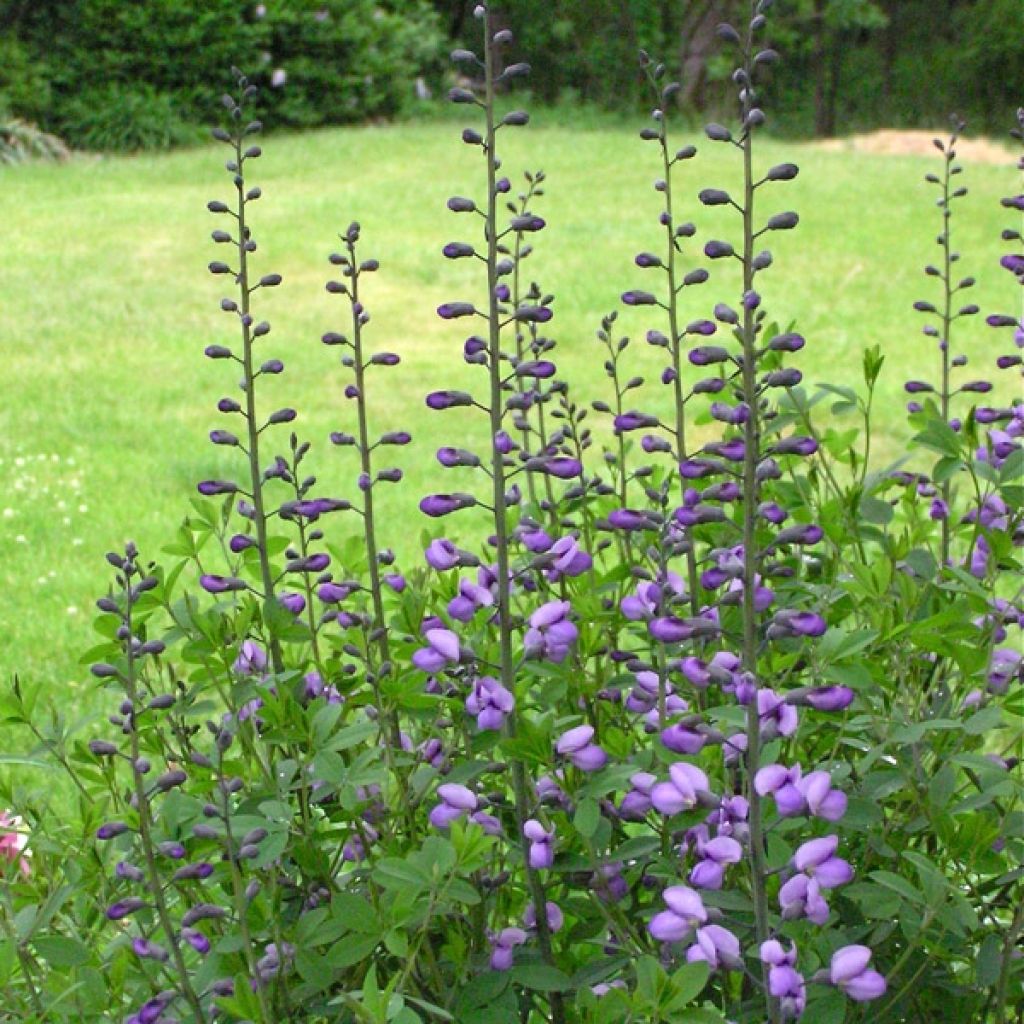 Baptisia Purple Smoke - False Indigo