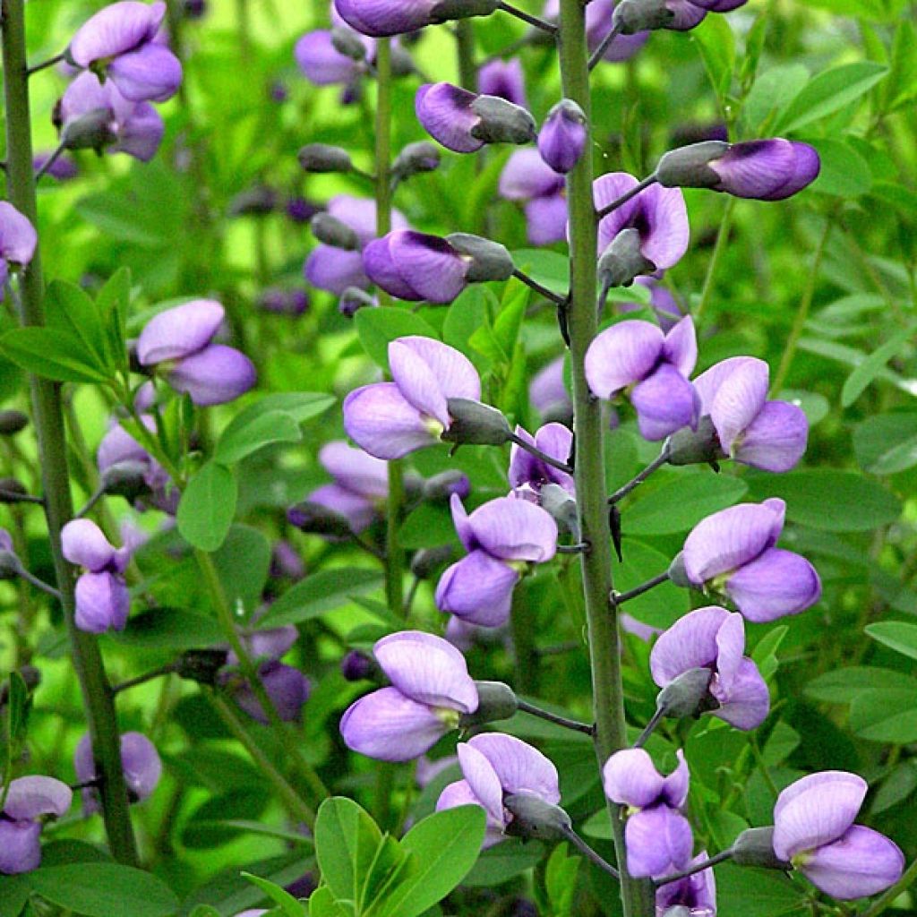 Baptisia Purple Smoke - False Indigo
