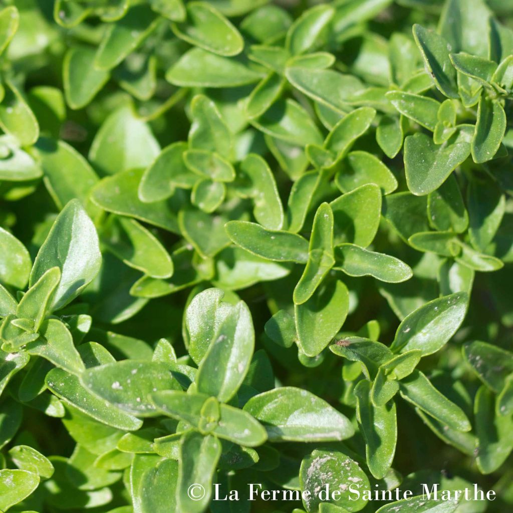 Genovese Basil - Ferme de Sainte Marthe Seeds