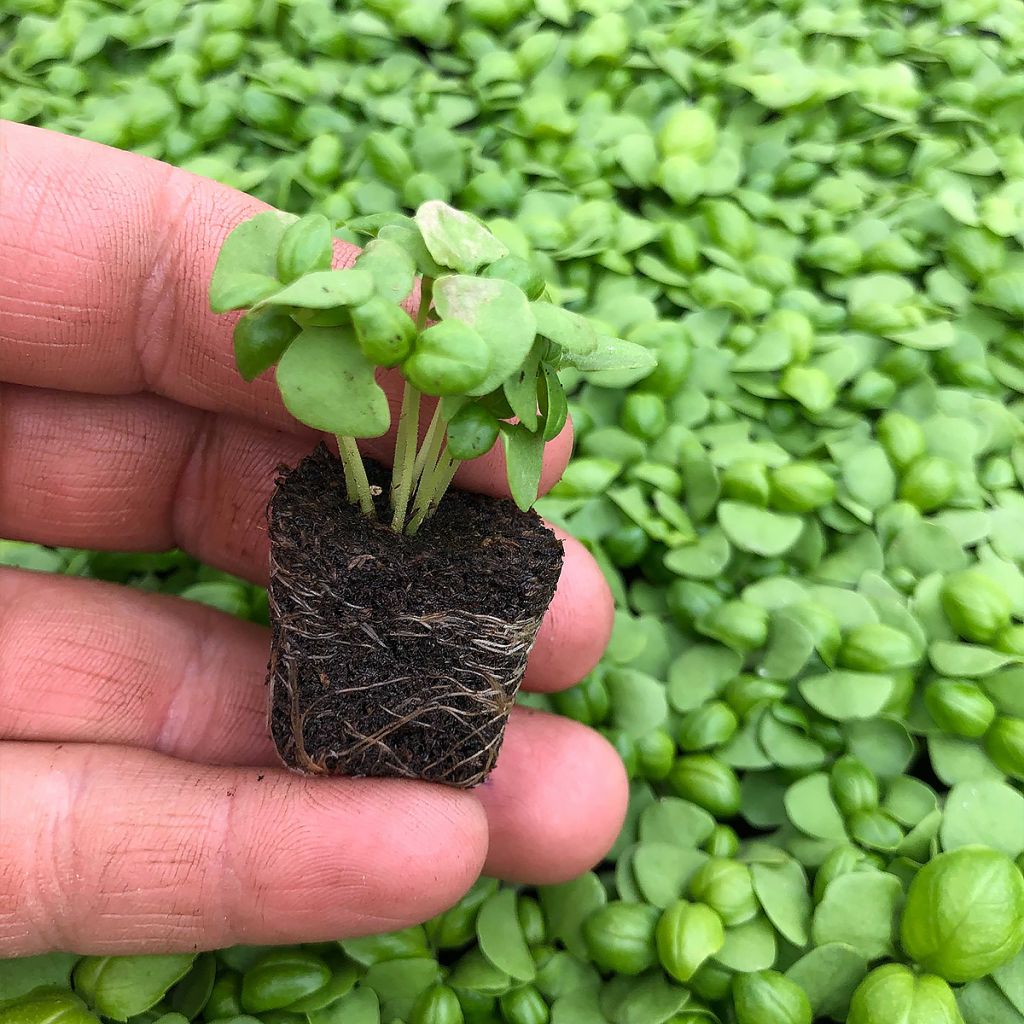 Compact Large Green Basil - Ocimum basilicum