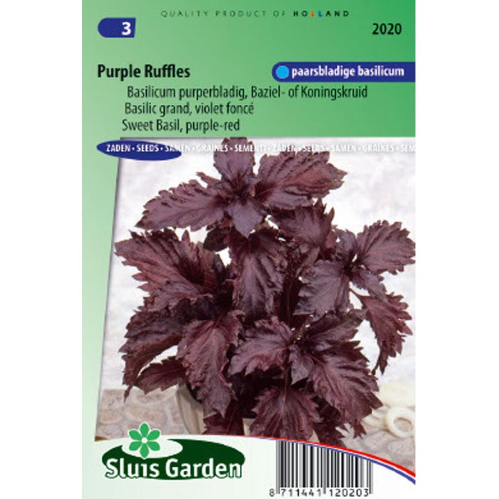 Basil Purple Ruffles