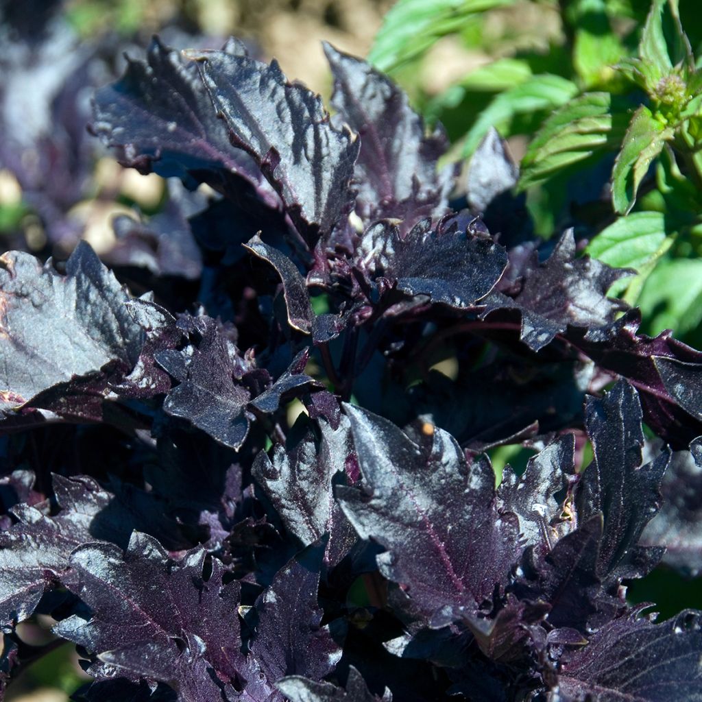 Basil Purple Ruffles