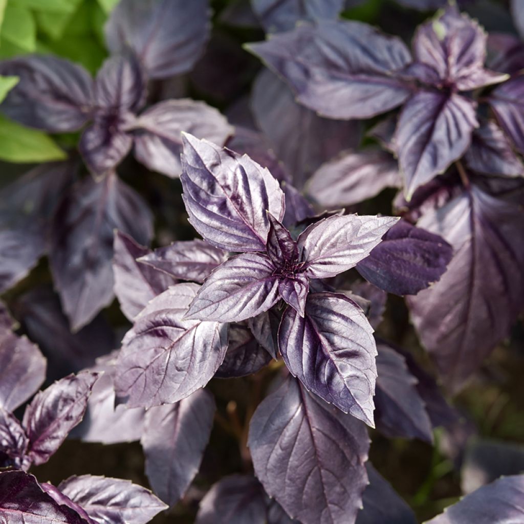 Basil Dark Opal - Ocimum basilicum Purpurascens