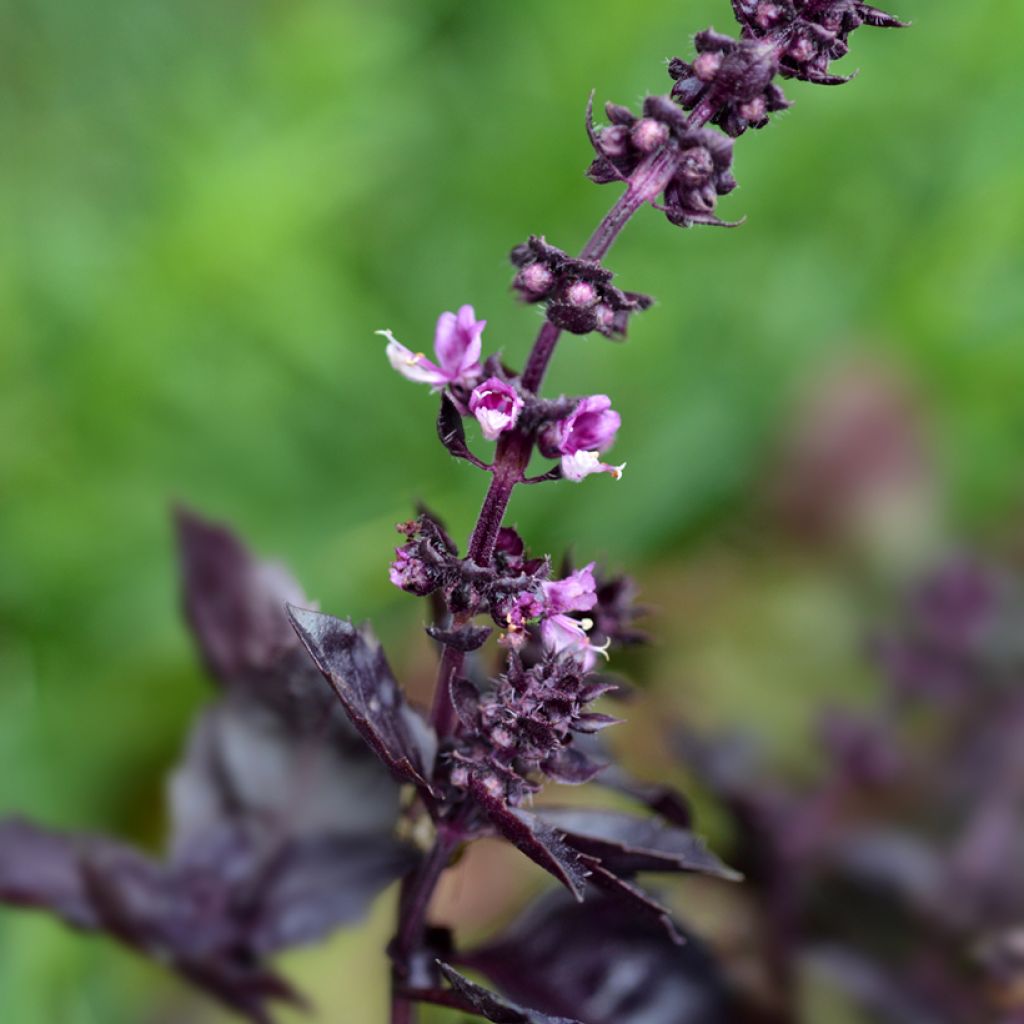 Basil Dark Opal - Ocimum basilicum Purpurascens