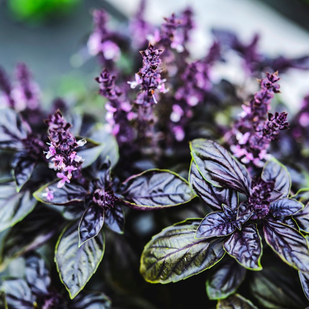 Basil Dark Opal - Ocimum basilicum Purpurascens
