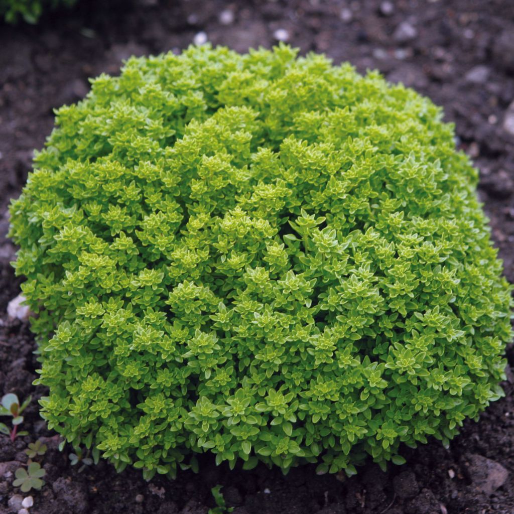 Organic Basil Fino Verde- Bush basil