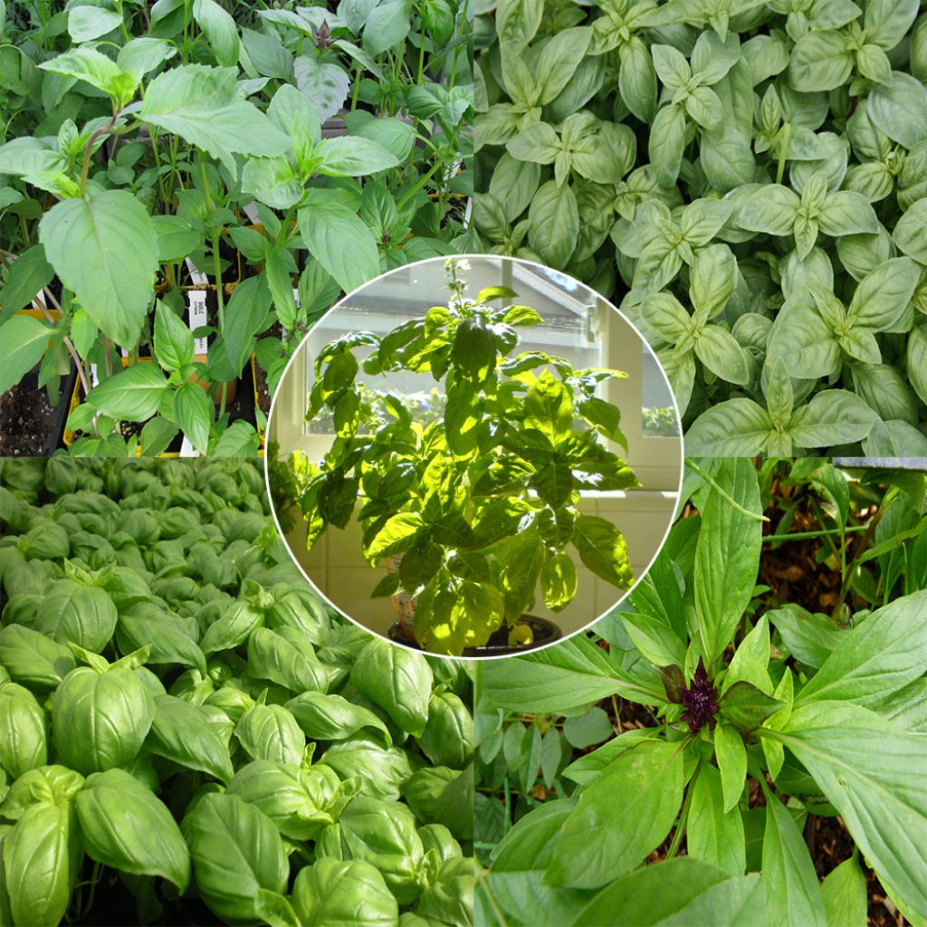 Basil Seed Mix - 5 compact varieties