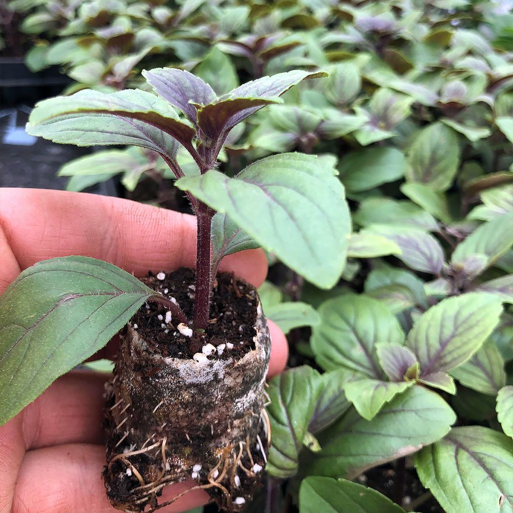 Perennial Magic Mountain Basil in seedlings