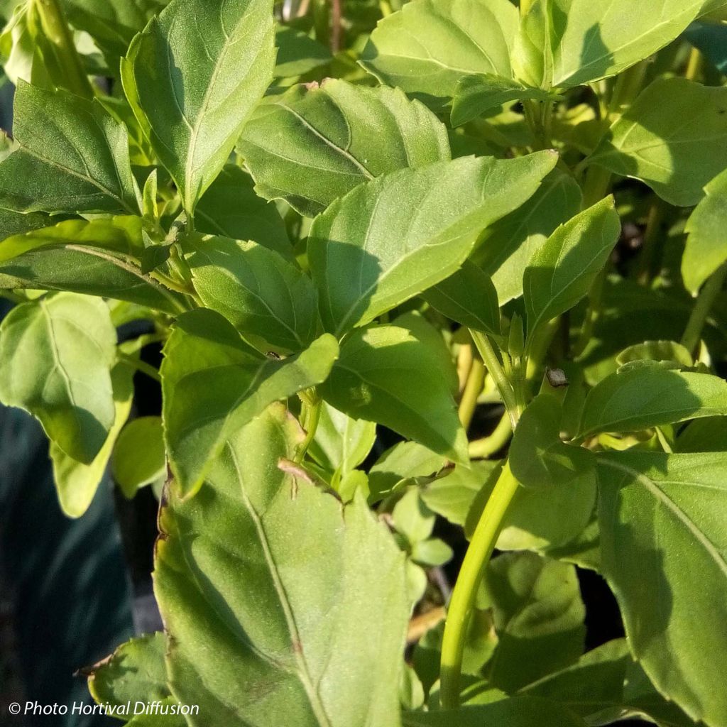 Ocimum fragrantissimum Selloi