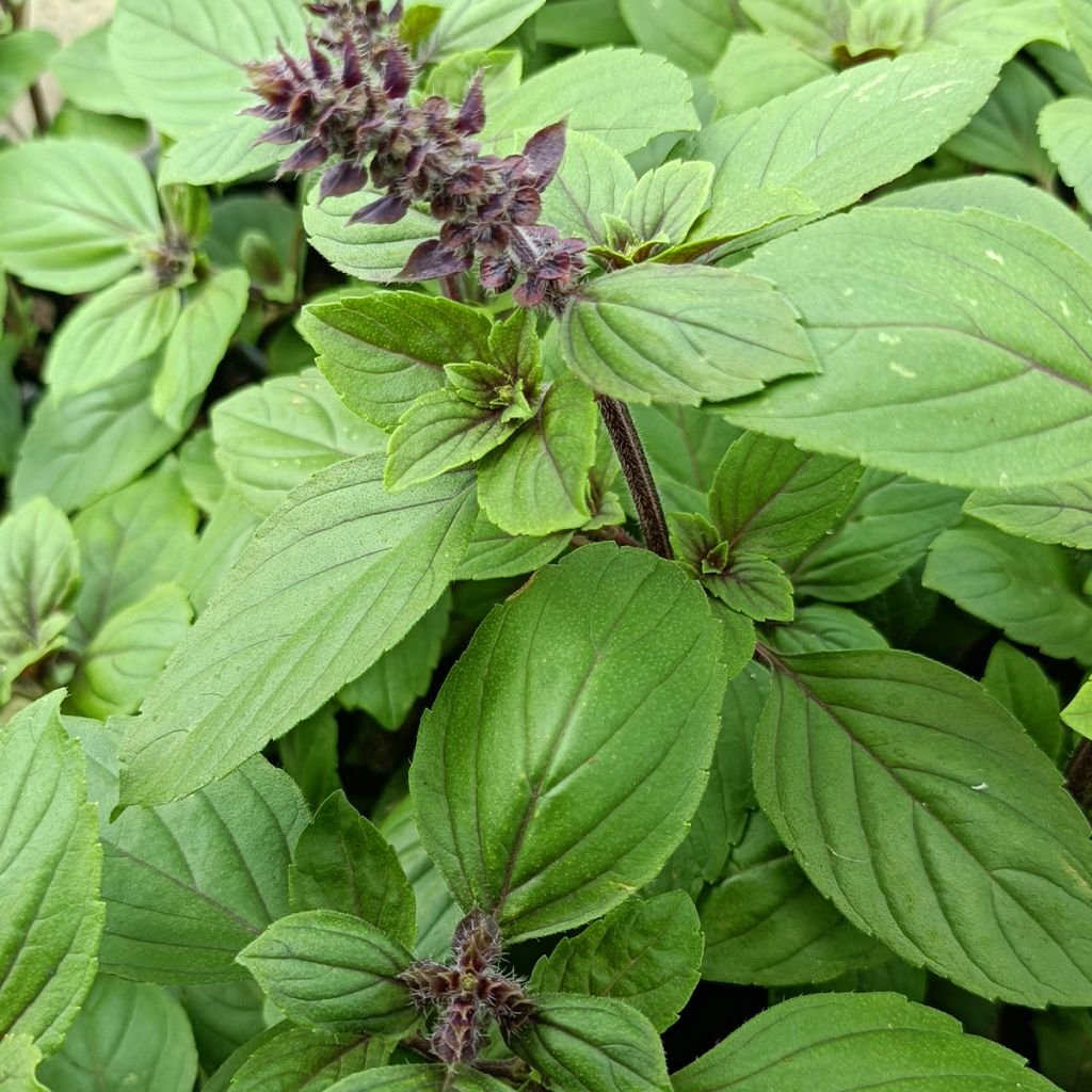 Perennial Magic Mountain Basil in seedlings