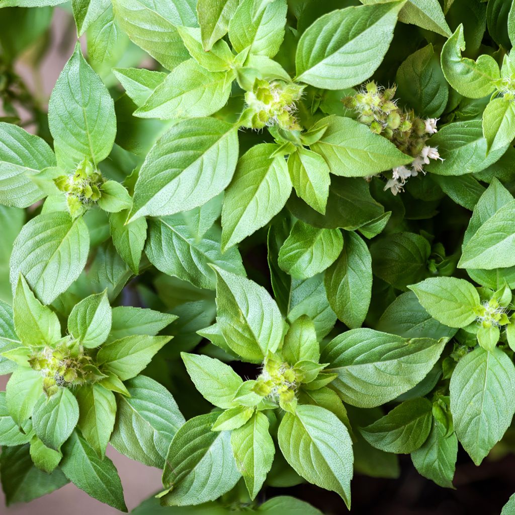 Lemon basil organic seeds - Lemon basilOcimum x citriodorum