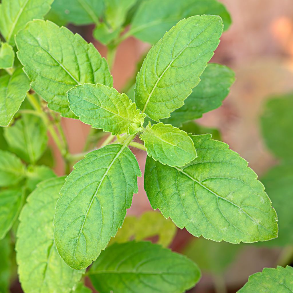 Lemon basil organic seeds - Lemon basilOcimum x citriodorum