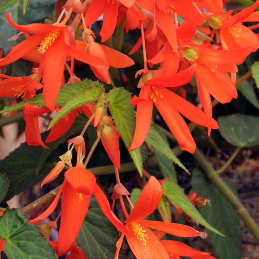 Begonia Tuberhybrida Bertinii