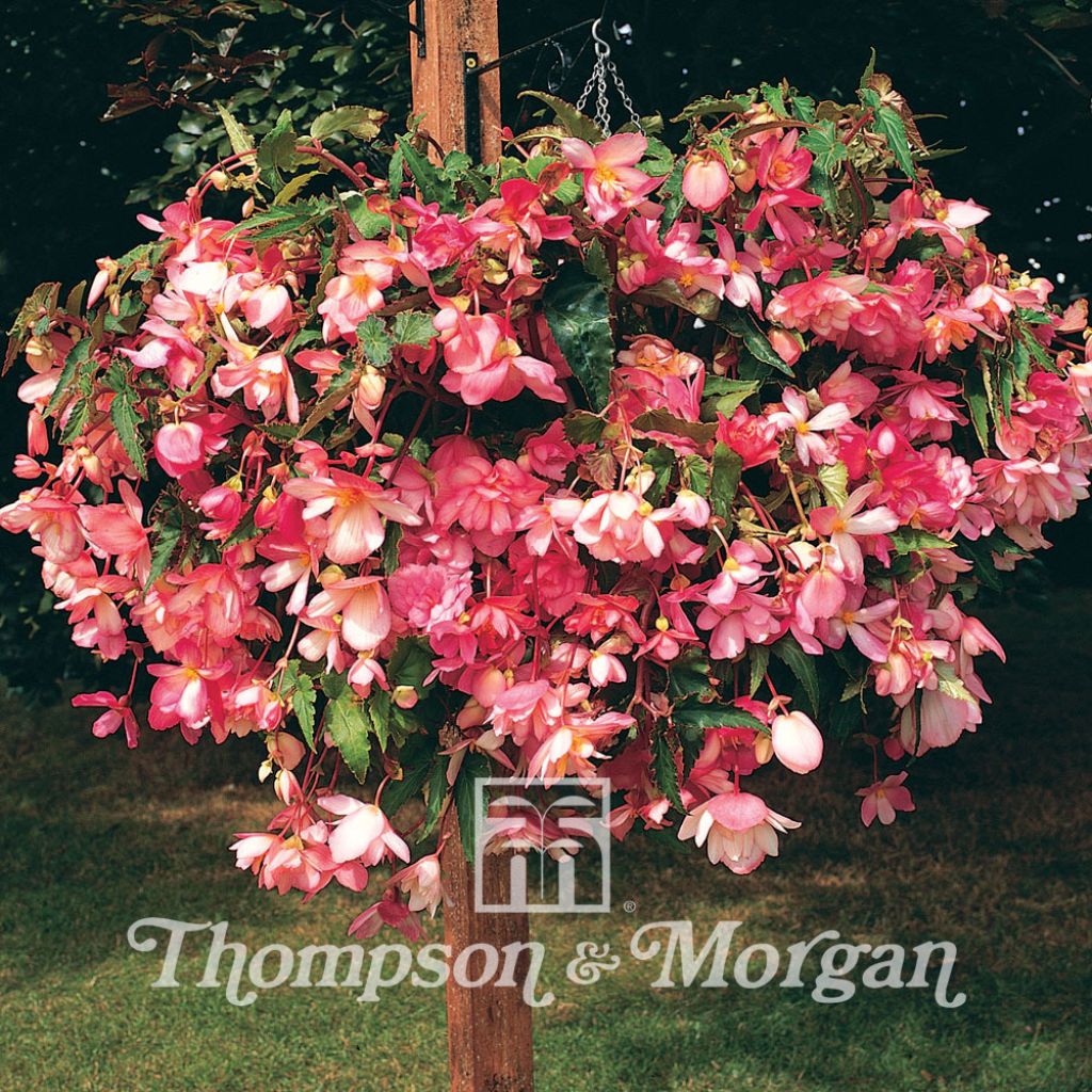 Begonia Chanson Pink and White Bicolor seeds