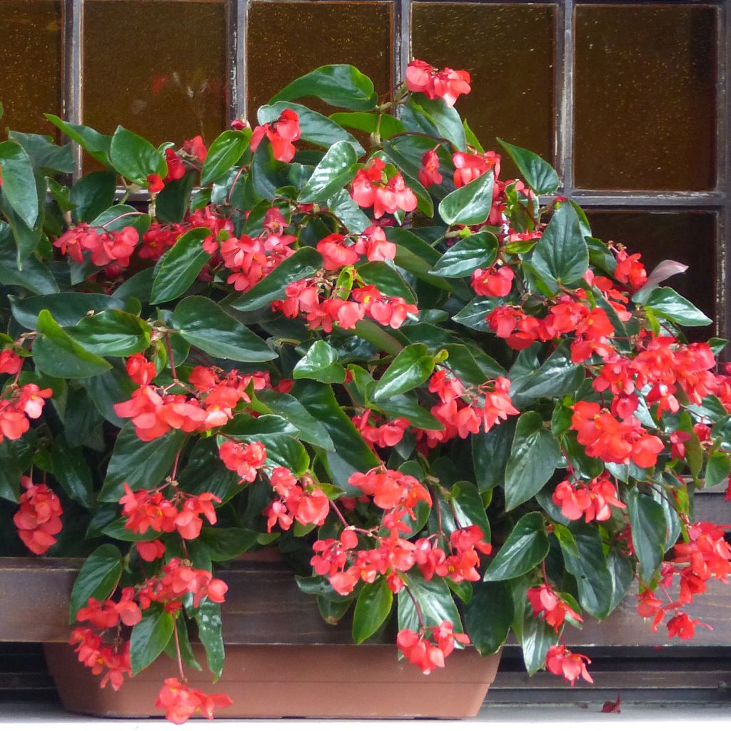 Begonia Dragon Wing Red