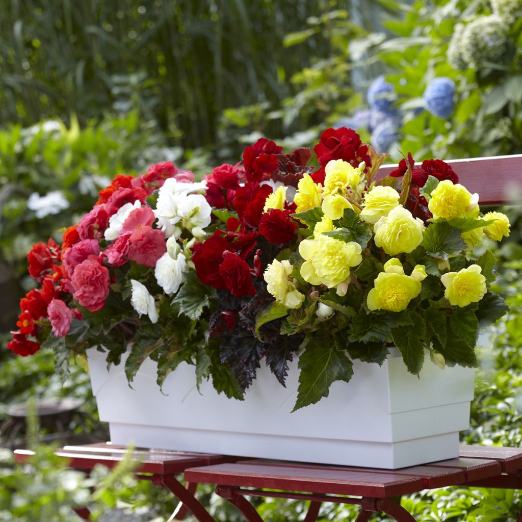 Begonia Multiflora Maxima mix of 6 colours - tuberous begonia in Switzerland (red), copper, white, pink, yellow, orange 