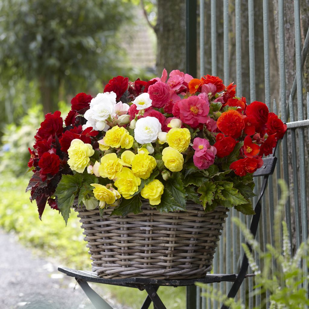 Begonia Multiflora Maxima mix of 6 colours - tuberous begonia in Switzerland (red), copper, white, pink, yellow, orange 