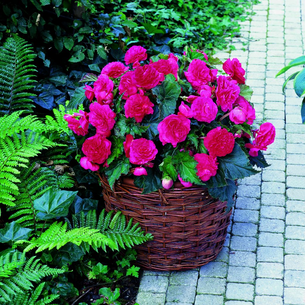 Begonia Multiflora Maxima Pink - Tuberous begonia