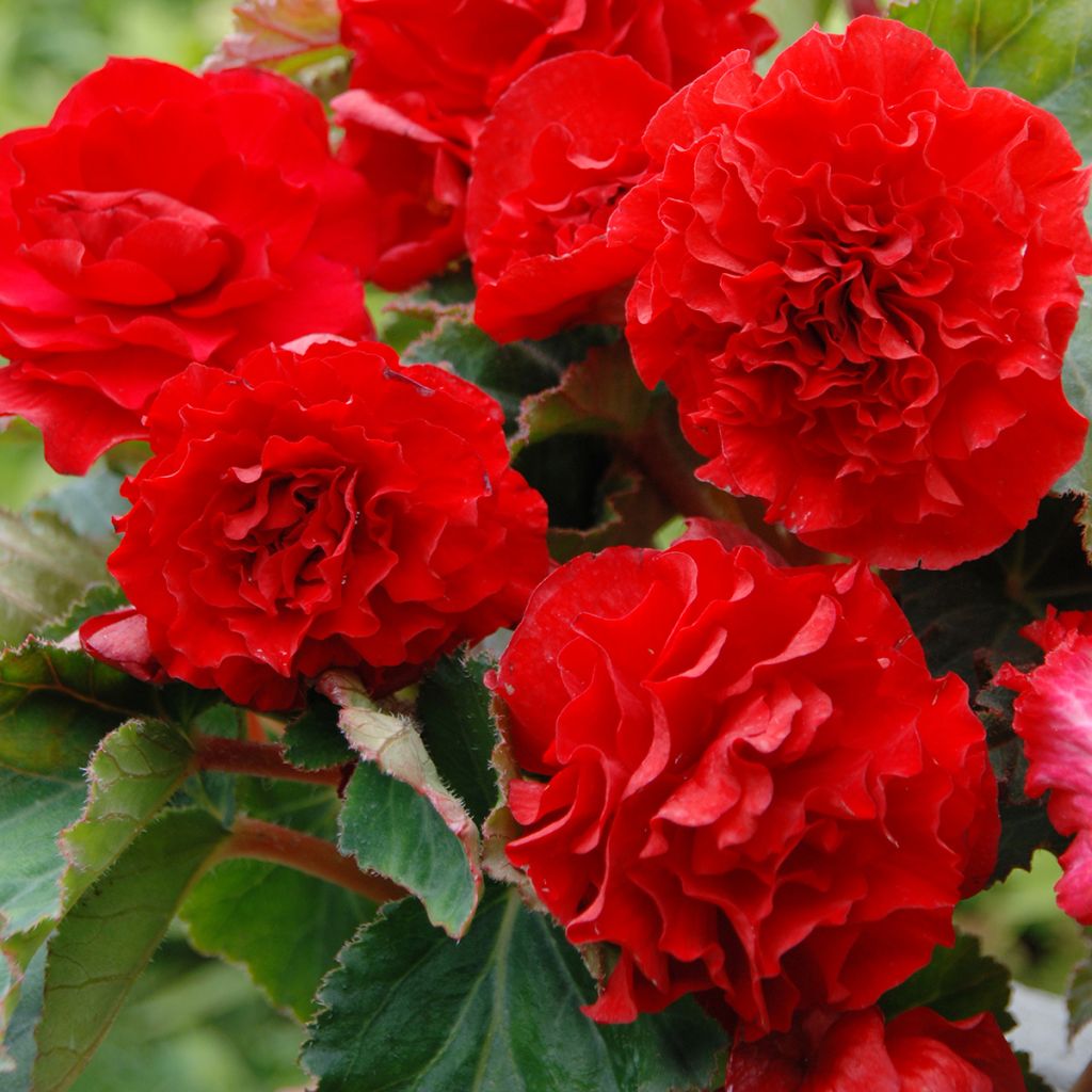 Begonia × tuberhybrida Nonstop® Scarlet - Hybrid tuberous begonia