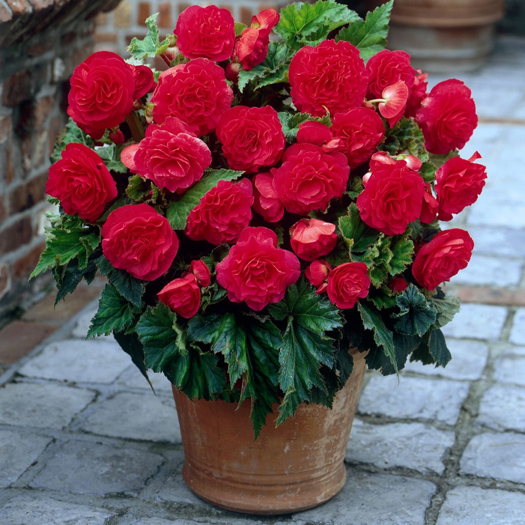 Begonia × tuberhybrida Non Stop® Pink - Double tuberous begonia
