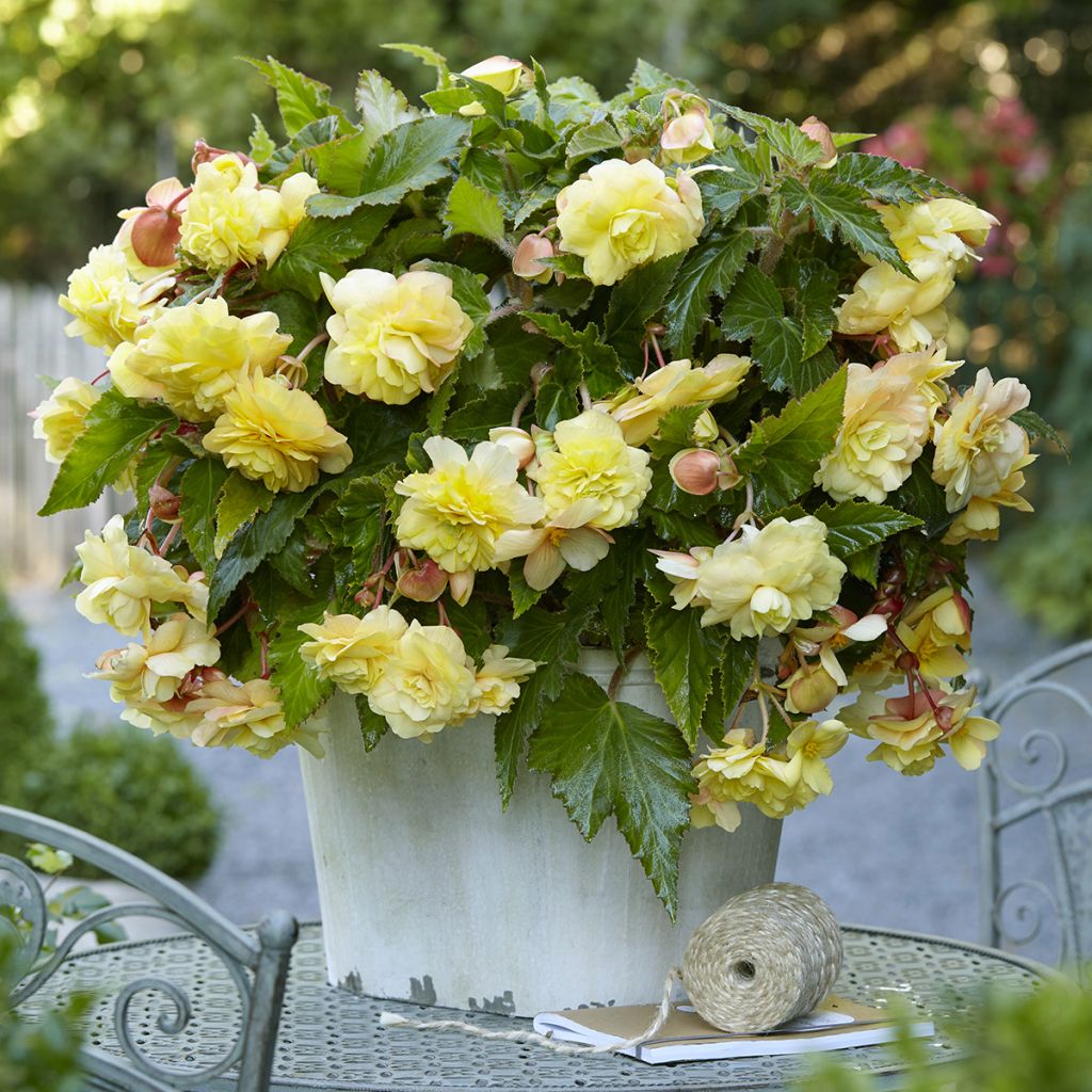 Begonia odorata Sunny Dream - Trailing scented tuberous begonia