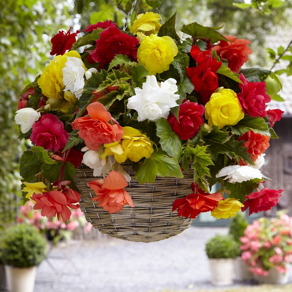 Trailing begonia Cascade 6 colour mix - Begonia Pendula