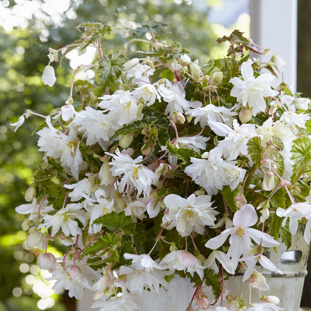 Trailing begonia White Cascade - Begonia pendula 