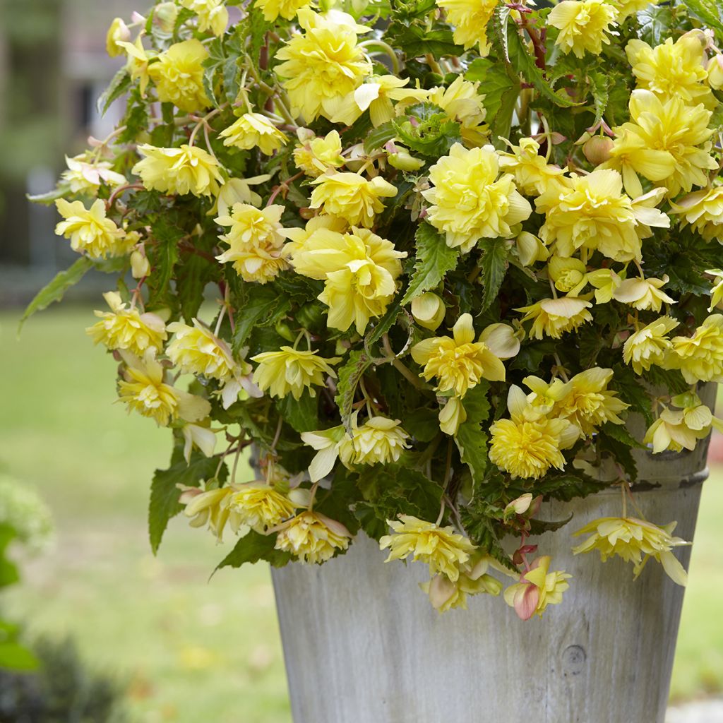 Trailing begonia Cascade Yellow - Begonia pendula 