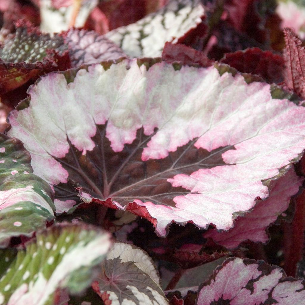 Begonia  'Spirit of Kwale' - Bégonia royal Spirit of Kwale