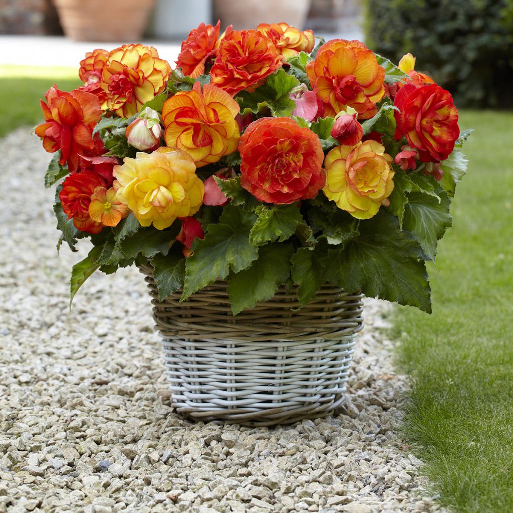 Begonia × tuberhybrida Sangria - Tuberous picotee begonia