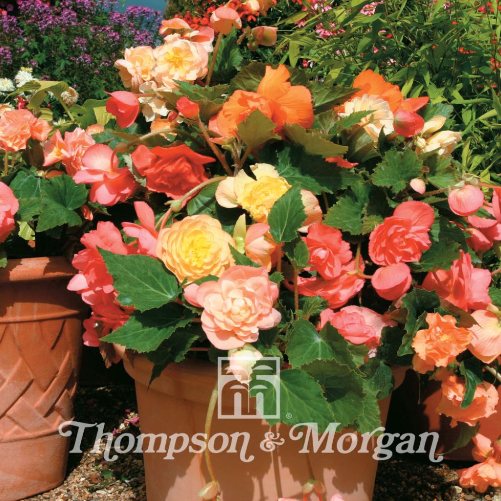 Tuberous Begonia Scentsation Mixed F1 Seeds