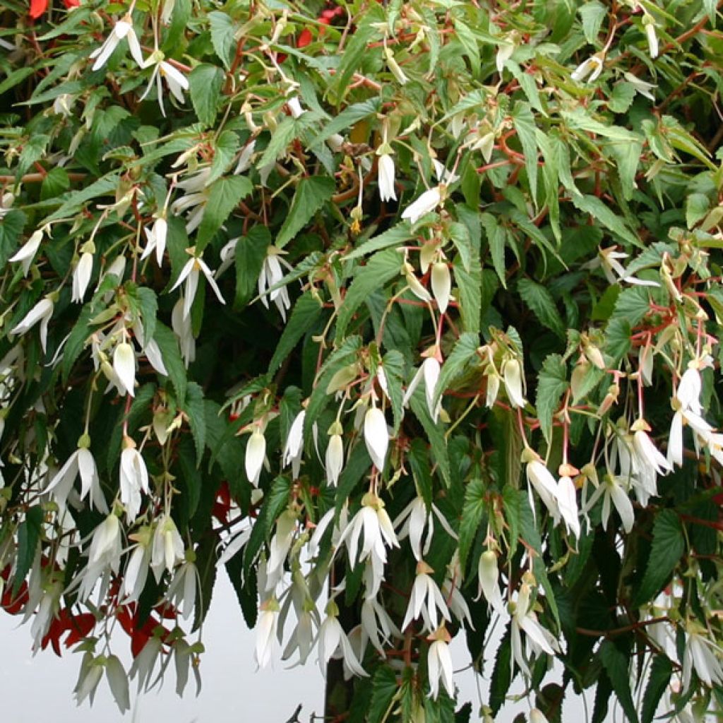 Begonia Summerwings White
