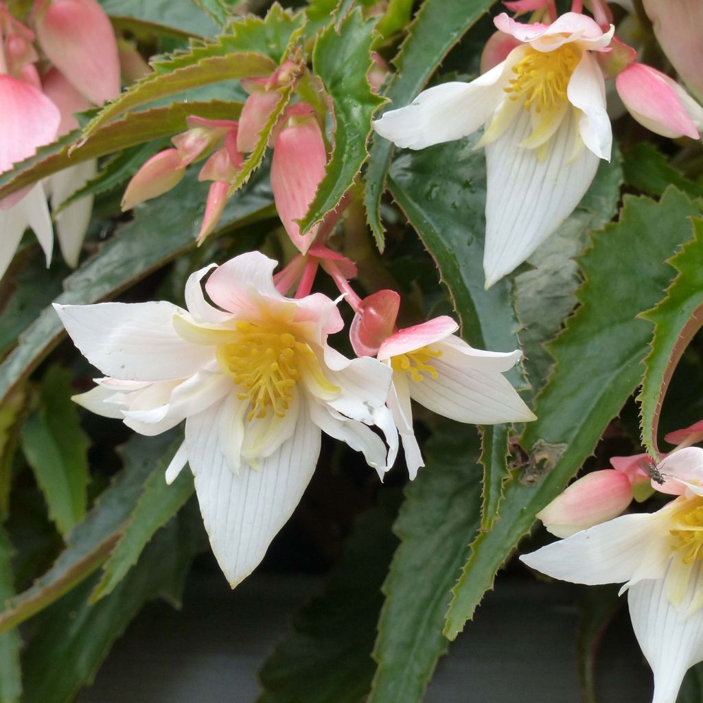 Begonia Summerwings White Elegance