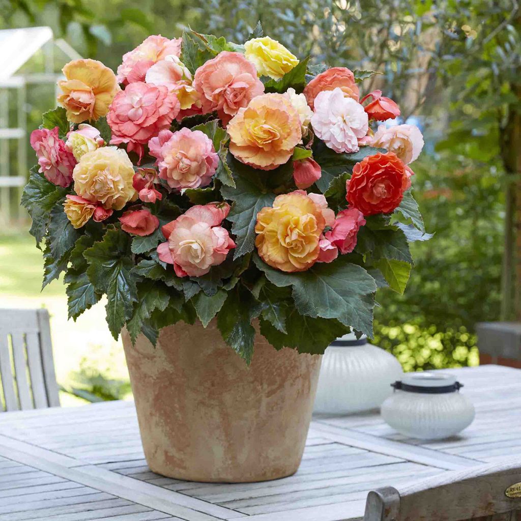 Double Begonia Superba Bolero - Tuberous begonia